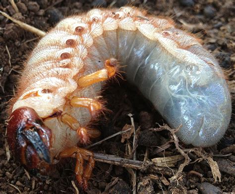 It's about 1.7 cm long, and 2mm wide. Hercules beetle pupa : oddlyterrifying