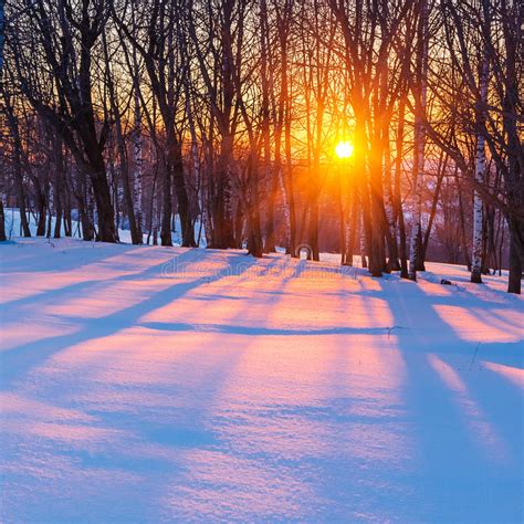 Sunset In Winter Forest Stock Photo Image Of Tree Novgorod 27919972