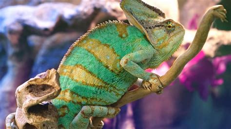 Colorful Animals Wildlife Chameleons Lizard Reptile Fauna