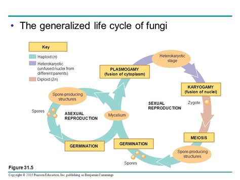 Generalized Multicellular Fungal Life Cycle Asexual Reproduction Diagram Quizlet