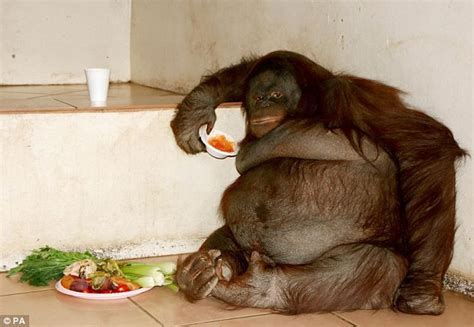 Britains Fattest Orangutan On A Diet Now Not Lovin It This Is