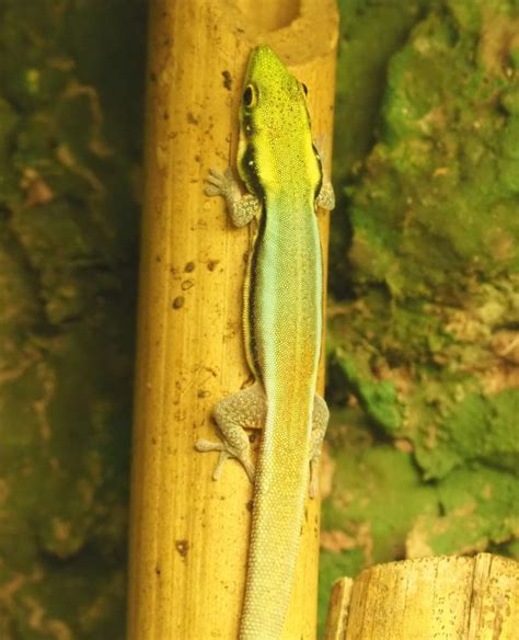 Yellow Headed Day Gecko Phelsuma Klemmeri 2021 06 12 Zoochat