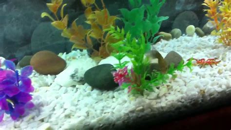 My Oscar Fish Tank Youtube