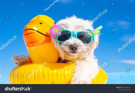14 312 Happy Dog By Pool Images Stock Photos And Vectors Shutterstock