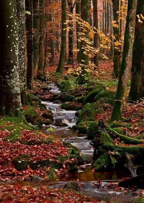 Pin By Stacey Melton On Photos Beautiful Nature Nature Autumn Forest
