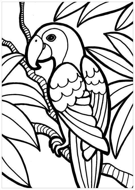 Coloriage Gratuit Un Perroquet Doryfr Coloriages Coloriage Porn Sex