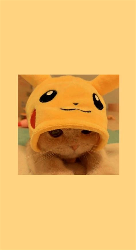 Fondo Aesthetic Gatito Pikachu Gatos Bonitos Mascotas Bonitas