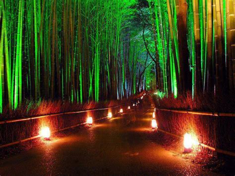 The Amazing World Sagano Bamboo Forest Arashiyama Kyoto Japan