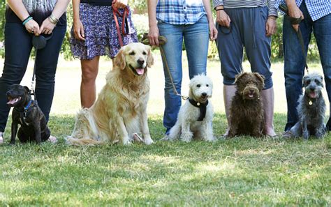 Group Of Dogs With Owners At Obedience Class Stock Photo Download