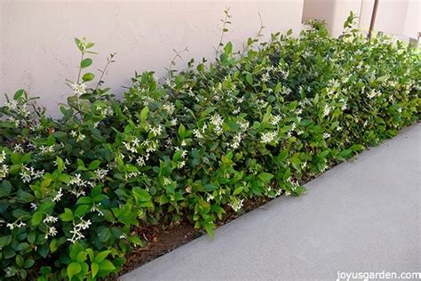 Star Jasmine Plant Care A Versatile Landscape Plant 2023 Guide