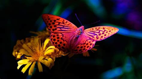 Animal Butterfly Hd Wallpaper