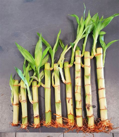 Lucky Bamboo Stems Rooted 4 6 8 3 Stems Etsy Australia