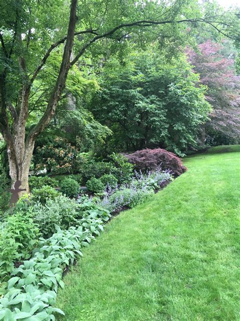 Part Shade Border At A Friends Garden Lambs Ear Nepeta Japanese