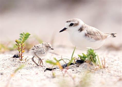 Share The Shore With Nesting Birds Audubon California