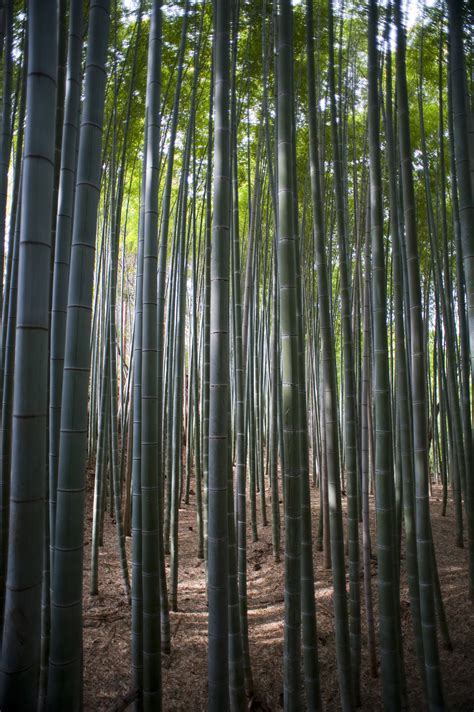Sunlight Through Dense Bamboo Forest 9054 Stockarch Free Stock Photo