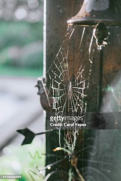 Corner Spider Photos And Premium High Res Pictures Getty Images