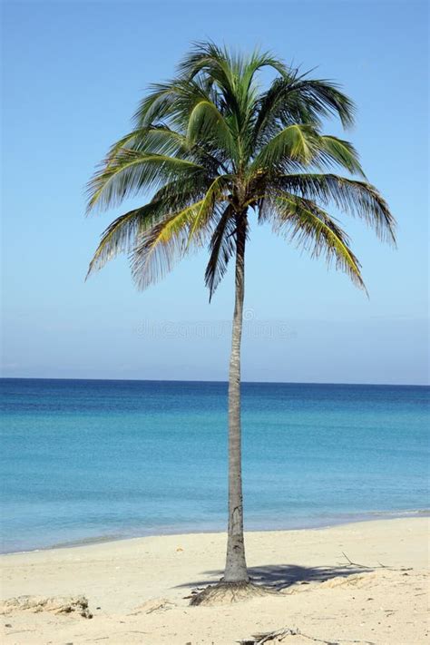 Single Coconut Palm Tree In The Beach In Cuba Stock Photo Image Of