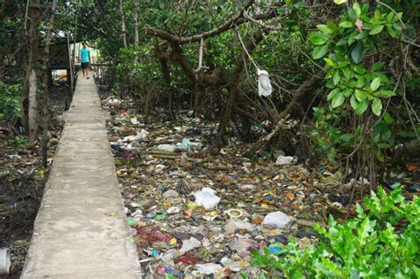 Genangan Sampah Membunuh Bibit Bibit Mangrove Di Pesisir Kota Pasuruan