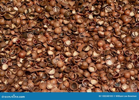 Macadamia Nut Shells Stock Image Image Of Tropical 130248183