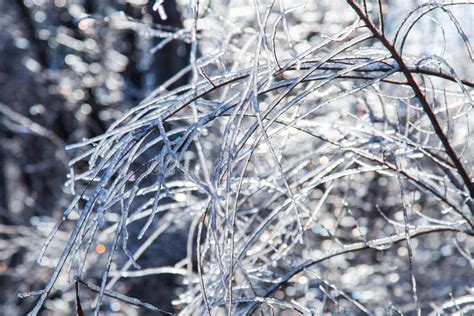 Glittering And Translucent Crystal Branches Stock Photo Image Of Tree