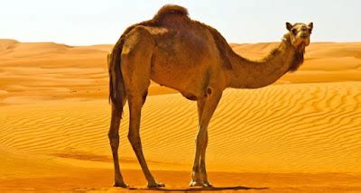 The issues related to logging in to the european pc/mac megaserver have been resolved at this time. Eco Behavioral Adaptation of Camel ~ University Notes Old