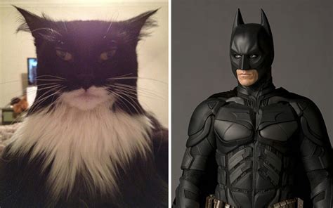 17 Cats And Their Doppelgangers Meowingtons