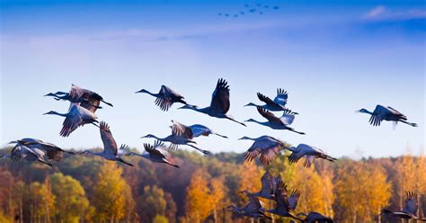 6 Hot Spots For Watching The Fall Bird Migration Explore Minnesota