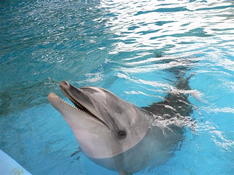 The baby female common bottlenose dolphin pictured with her mother 'noa' at madrid zoo and aquarium. Animal Galleries, pictures of animals from around the ...