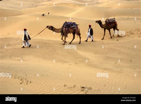 Men With Camels Walking On Desert Of Khuhri Jaisalmer Rajasthan