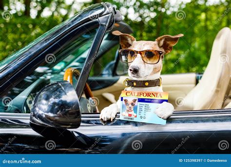 Dog Drivers License Driving A Car Stock Image Image Of Friendship