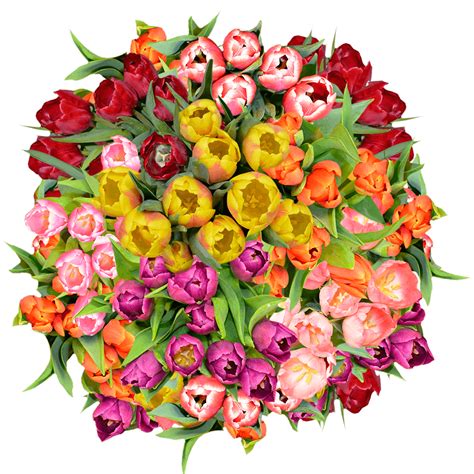 Maybe you would like to learn more about one of these? GlobalRose 240 Fresh Cut Assorted Tulip Flowers- Fresh ...
