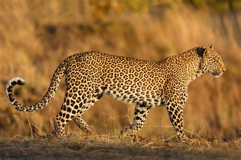 Safari Animals The Story Of Leopards And The Best Places To See Them