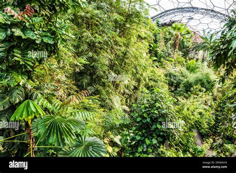 View Across The Rainforest Biome Of The Eden Project St Austell