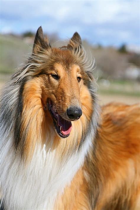 Cane Del Lassie Immagine Stock Immagine Di Droolo Animale 4864427