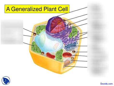 Generalized Plant Cell Diagram Quizlet