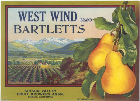 Old Suisuyn Valley Fruit Box Labels
