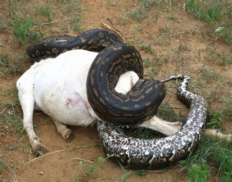New Anaconda Snake