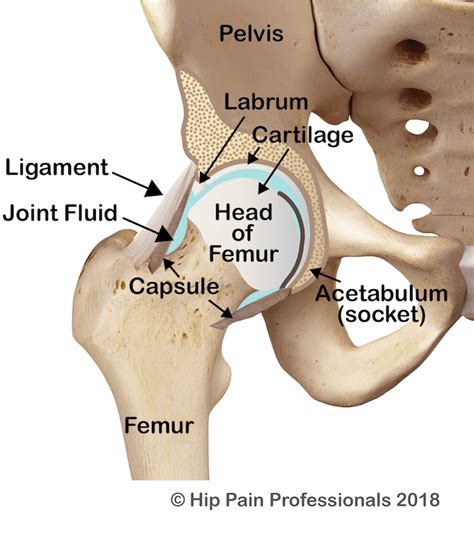Understanding The Hip Joint And Hip Joint Related Pain