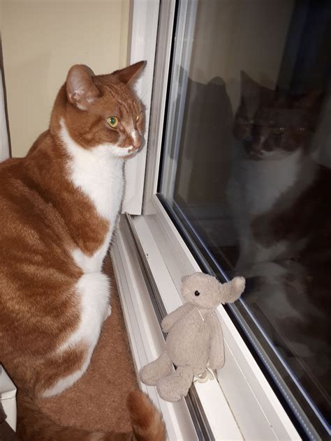 Lost Gingerwhite Cat Lost And Found In Hadleigh Hadleigh Forum In