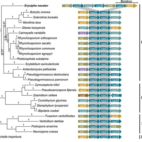 Organization Of The Mitochondrial Mt Genome Of The Grape Powdery