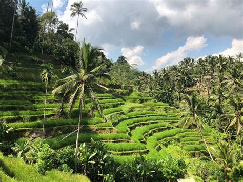 The Picture Perfect Tegallalang Rice Terrace Of Bali