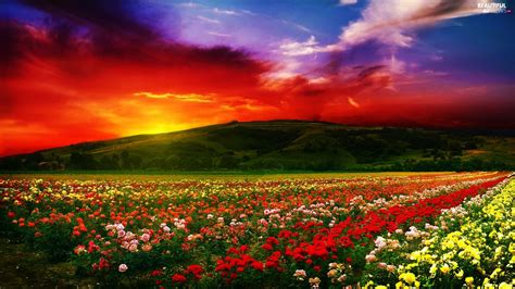Sun Mountains Roses Cultivation Color West Beautiful Views