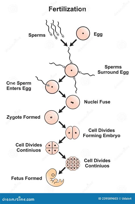 Fertilization Of Human Egg By Sperm Infographic Diagram Stock Vector