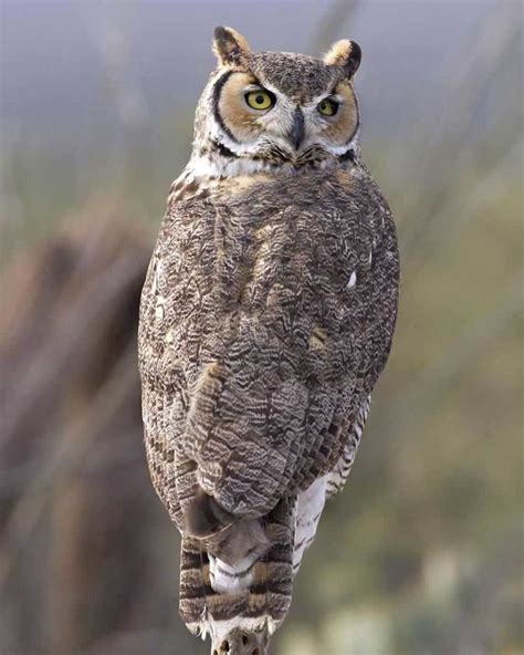 Great Horned Owl Alchetron The Free Social Encyclopedia
