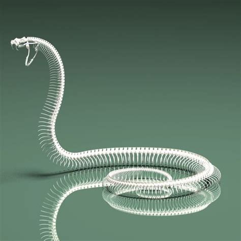 3d Model Snake Skeleton 3d Model Snake Animal
