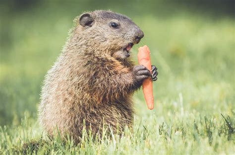 7 Things Groundhogs Like To Eat Most Diet Care And Feeding Tips