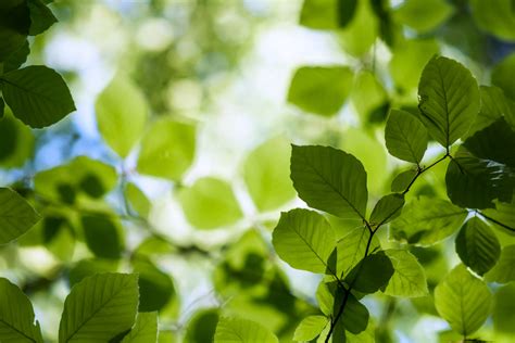A money tree is a rare tree that bears money as its fruit. Beech Tree Identification