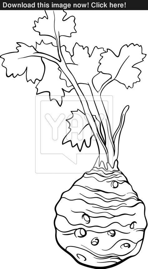 Trim the bottom of a large stalk of celery, leaving the leaves on the stalk. Celery Drawing at GetDrawings | Free download