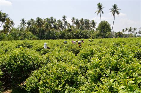 ngo news blog newsline “jasmine cultivation is technically feasible economically viable” in