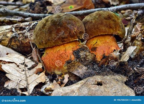Edible Boletus Luridiformis Mushroom Stock Photo Image Of Fruit